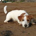 Profile Picture of QUICK_JACK RUSSELL (@quick_jackrussell) on Instagram
