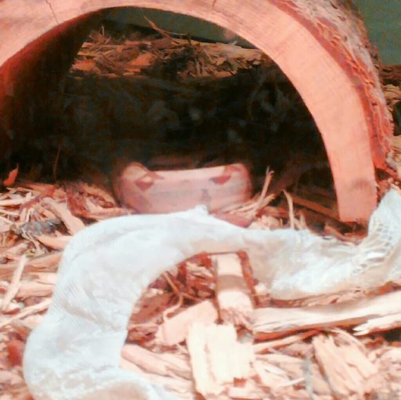 Profile Picture of Nelson Richardson (@pimpn_givens919) on Poshmark