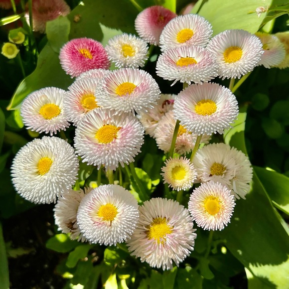 Profile Picture of Beth Beth (@benarase13) on Poshmark