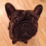 Profile Picture of Earl The Frenchie (@earlbattenthefrenchie) on Instagram