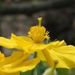 Profile Picture of Alice Mandt (@tormey1) on Pinterest