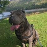 Profile Picture of Floyd (@floyd_the_sharpei) on Instagram