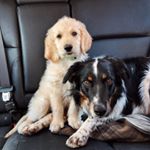 Profile Picture of Neumann & Wesley (@moo.moo_dogs) on Instagram