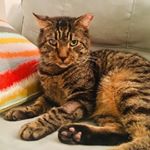 Profile Picture of Leo 😼 (@greeneye_leo) on Instagram