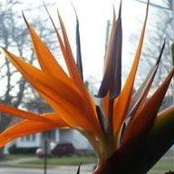 Profile Picture of Sue Hayman-Mitchell (@haymanmitchell) on Pinterest