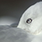 Profile Picture of Fiona Brook (@fifi_downunda) on Flickr