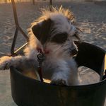 Profile Picture of Steve Bevilacqua (@steve.bevilacqua) on Instagram