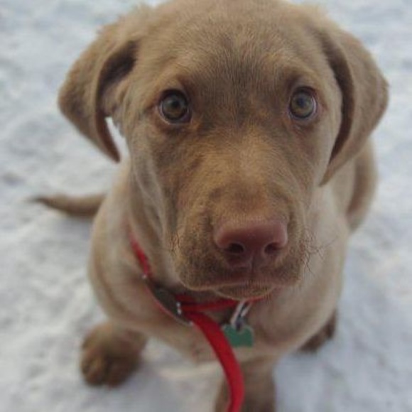 Profile Picture of Lara Sullivan (@larasullivan918) on Poshmark