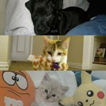 Profile Picture of Oliver, Toe-B,& Kelly (@oliverandkitties) on Instagram