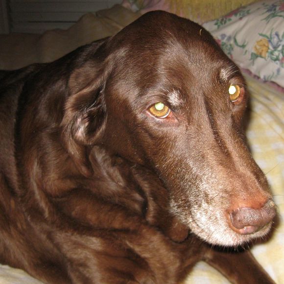 Profile Picture of Linda Vlcek (@lindavlcek) on Poshmark