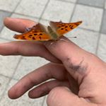 Profile Picture of Ben (@ben_kopp_) on Instagram