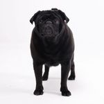 Profile Picture of KYLE 🐾🐶 (@kylethepuggg) on Instagram