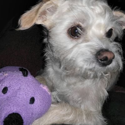 Profile Picture of Tom Forsythe (@TominBend) on Twitter