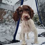 Profile Picture of Jeffrey (@jeffrey_the_springer_) on Instagram