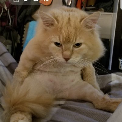 Profile Picture of Amanda Cardwell (@AmandaCardwel12) on Twitter