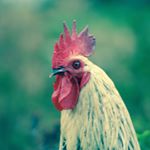 Profile Picture of Carolyn Kerr (@bahama64) on Instagram