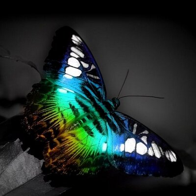 Profile Picture of Amberly Purper (@@flutterbyadp) on Twitter