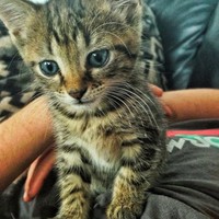 Profile Picture of Thomas Fox (@thomas-fox-17) on Quora