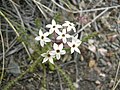 Profile Picture of Arjona (plant)on Wikipedia