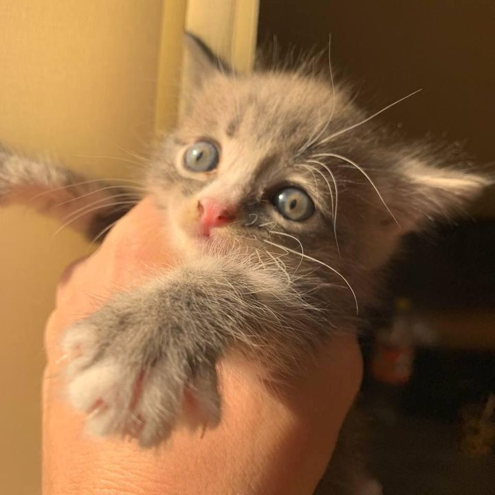 Profile Picture of Рональд Грэй (@ronnie_gray) on Tiktok