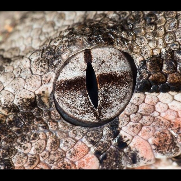 Profile Picture of Eneilis Mulero (@enemu) on Poshmark