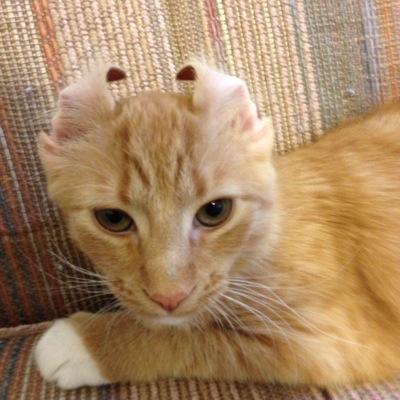 Profile Picture of Sean Hite (@plumdusty_afl) on Twitter