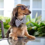 Profile Picture of Knox (@knoxthedox) on Instagram