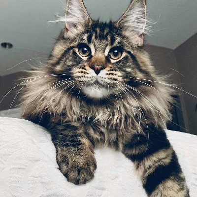 Profile Picture of Andrew Cassell (@AndrewCassell14) on Twitter