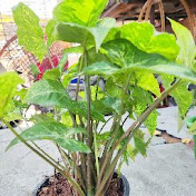 Profile Picture of Thannonta Yunyong (@thannontayunyong885) on Youtube