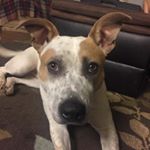 Profile Picture of Ivy Spivey (@ivy_thebedhog_spivey) on Instagram