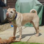 Profile Picture of Ｋａｉ 🐾 (@kai_sharpei) on Instagram