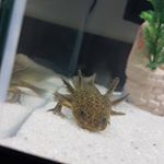 Profile Picture of bruce lee l'axolotl (@bruce_lee_laxolotl) on Instagram