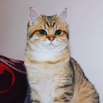 Lisa Hauptmann - Instagram Profile Picture of Lisa Hauptmann (@lisa_and_finn.the.house.cat) on Instagram