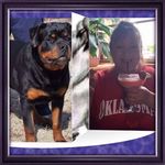 Profile Picture of Bar-Raley Rottweiler (@rottweilerbarraleybobbie) on Instagram