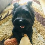 Profile Picture of Levi James Atchley (@levi_the_guyschnauzer) on Instagram