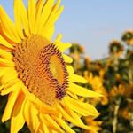 Profile Picture of Region Sonnenwald🧡 (@regionsonnenwald) on Instagram