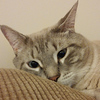 Profile Picture of Suzanne Curran (@ccatcurran) on Flickr