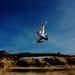 Profile Picture of Luisa Perry Clark (@luisaperryclark) on Pinterest