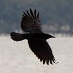 Profile Picture of Richard Besser (@rwbesser) on Instagram