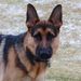Profile Picture of Tina Suhs Ivers (@tennababy) on Pinterest
