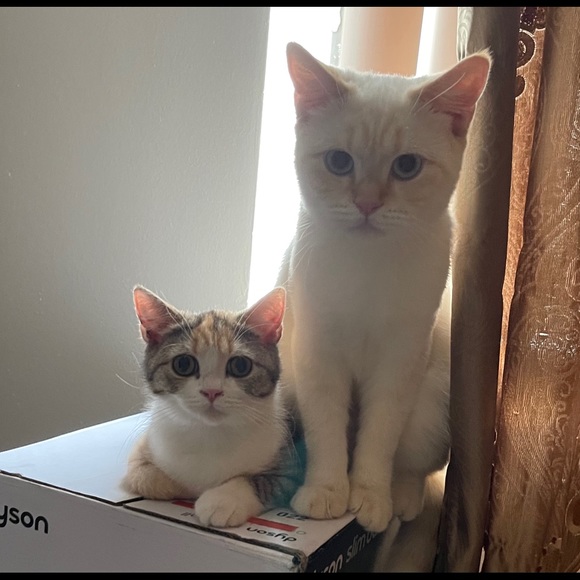 Profile Picture of Yihui Duanmu (@mumuduan) on Poshmark