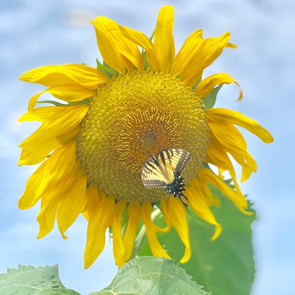 Profile Picture of Keri Mazzeo (@keriberi83) on Poshmark