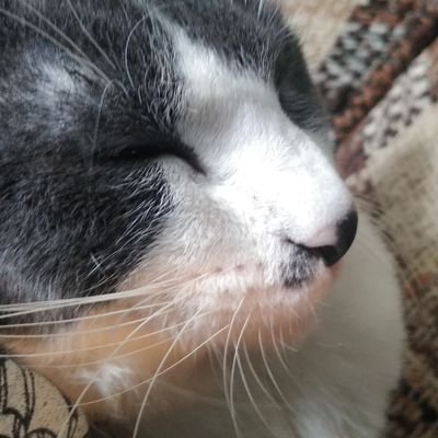 Profile Picture of Thomas Arbaugh (@ThomasArbaugh3) on Twitter