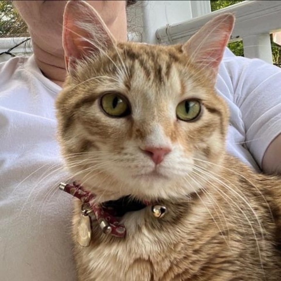 Profile Picture of Ginger Frownfelter (@gfrownfelter) on Poshmark