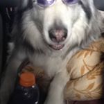 Profile Picture of Joe Scala (@joe.scala.520) on Instagram