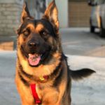 Profile Picture of Leo Singh (@leothegermansheperd) on Instagram