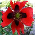 Profile Picture of jeff oxley Sunnyvale CA (@oxmill23) on Instagram