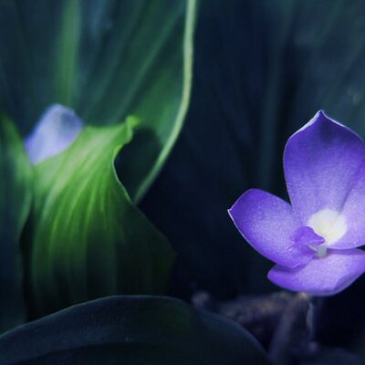 Profile Picture of Amanda Renner (@amandarenner99) on Twitter