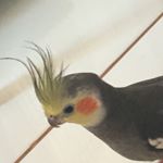 Profile Picture of Ariel Calopsita e  Mel Shihtzu (@arielmelesuaturma) on Instagram