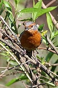 Profile Picture of Rusty-browed warbling finchon Wikipedia